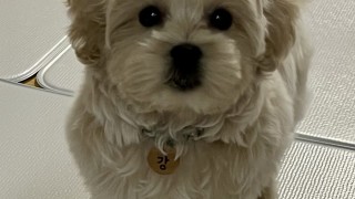 2022 강이와의 시간들