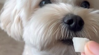 2024.04.02 아삭아삭