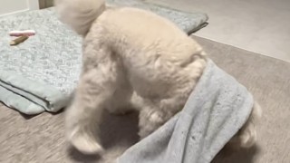 2023.12.16 애착이불