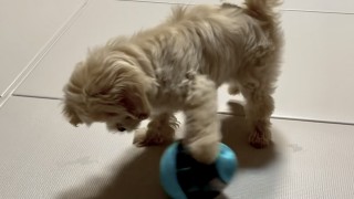 2022.04.27 오뚝이 노즈워크